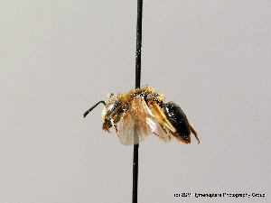  (Andrena floricola - BC ZSM HYM 08710)  @14 [ ] CreativeCommons - Attribution Non-Commercial Share-Alike (2010) Stefan Schmidt SNSB, Zoologische Staatssammlung Muenchen