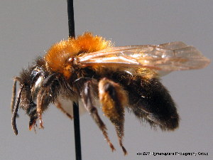  (Andrena lapponica - BC ZSM HYM 08927)  @15 [ ] CreativeCommons - Attribution Non-Commercial Share-Alike (2010) Stefan Schmidt SNSB, Zoologische Staatssammlung Muenchen