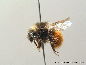  (Bombus monticola - BC ZSM HYM 08986)  @15 [ ] CreativeCommons - Attribution Non-Commercial Share-Alike (2010) Stefan Schmidt SNSB, Zoologische Staatssammlung Muenchen