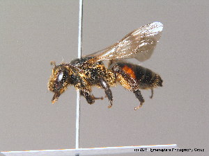  (Andrena rosae - BC ZSM HYM 10045)  @15 [ ] CreativeCommons - Attribution Non-Commercial Share-Alike (2011) Stefan Schmidt SNSB, Zoologische Staatssammlung Muenchen