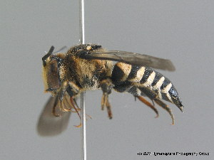  (Coelioxys conoidea - BC ZSM HYM 09806)  @14 [ ] CreativeCommons - Attribution Non-Commercial Share-Alike (2010) Stefan Schmidt SNSB, Zoologische Staatssammlung Muenchen