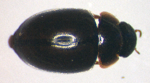 ( - BC ZSM AQU 00019)  @12 [ ] CreativeCommons - Attribution Non-Commercial Share-Alike (2010) SNSB, Zoologische Staatssammlung Muenchen SNSB, Zoologische Staatssammlung Muenchen