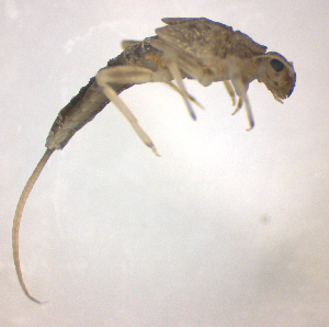  (Ephemerella notata - BC ZSM AQU 00043)  @13 [ ] CreativeCommons - Attribution Non-Commercial Share-Alike (2010) SNSB, Zoologische Staatssammlung Muenchen SNSB, Zoologische Staatssammlung Muenchen