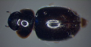  ( - BC ZSM AQU 00220)  @12 [ ] CreativeCommons - Attribution Non-Commercial Share-Alike (2010) SNSB, Zoologische Staatssammlung Muenchen SNSB, Zoologische Staatssammlung Muenchen