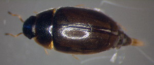  ( - BC ZSM AQU 00229)  @12 [ ] CreativeCommons - Attribution Non-Commercial Share-Alike (2010) SNSB, Zoologische Staatssammlung Muenchen SNSB, Zoologische Staatssammlung Muenchen