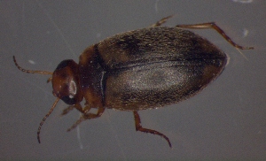  ( - BC ZSM AQU 00237)  @12 [ ] CreativeCommons - Attribution Non-Commercial Share-Alike (2010) SNSB, Zoologische Staatssammlung Muenchen SNSB, Zoologische Staatssammlung Muenchen