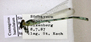  ( - BCZSM_ODO_0011)  @11 [ ] CreativeCommons - Attribution Non-Commercial Share-Alike (2015) SNSB, Zoologische Staatssammlung Muenchen SNSB, Zoologische Staatssammlung Muenchen