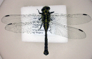  ( - BCZSM_ODO_0033)  @11 [ ] CreativeCommons - Attribution Non-Commercial Share-Alike (2015) SNSB, Zoologische Staatssammlung Muenchen SNSB, Zoologische Staatssammlung Muenchen