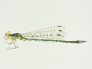  (Lestes virens - GBOL00271)  @13 [ ] CreativeCommons - Attribution Non-Commercial Share-Alike (2015) SNSB, Zoologische Staatssammlung Muenchen SNSB, Zoologische Staatssammlung Muenchen
