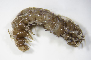  ( - GBOL00352)  @12 [ ] CreativeCommons - Attribution Non-Commercial Share-Alike (2015) SNSB, Zoologische Staatssammlung Muenchen SNSB, Zoologische Staatssammlung Muenchen