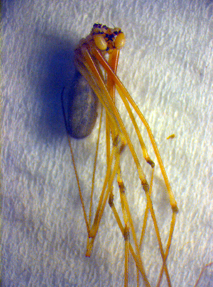  ( - BC ZSM ARA 00101)  @11 [ ] CreativeCommons - Attribution Non-Commercial Share-Alike (2010) SNSB, Zoologische Staatssammlung Muenchen SNSB, Zoologische Staatssammlung Muenchen