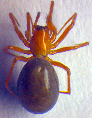  ( - BC ZSM ARA 00121)  @12 [ ] CreativeCommons - Attribution Non-Commercial Share-Alike (2010) SNSB, Zoologische Staatssammlung Muenchen SNSB, Zoologische Staatssammlung Muenchen