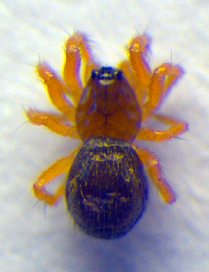  ( - BC ZSM ARA 00163)  @12 [ ] CreativeCommons - Attribution Non-Commercial Share-Alike (2010) SNSB, Zoologische Staatssammlung Muenchen SNSB, Zoologische Staatssammlung Muenchen