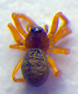  ( - BC ZSM ARA 00164)  @12 [ ] CreativeCommons - Attribution Non-Commercial Share-Alike (2010) SNSB, Zoologische Staatssammlung Muenchen SNSB, Zoologische Staatssammlung Muenchen