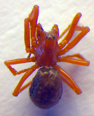 ( - BC ZSM ARA 00183)  @12 [ ] CreativeCommons - Attribution Non-Commercial Share-Alike (2010) SNSB, Zoologische Staatssammlung Muenchen SNSB, Zoologische Staatssammlung Muenchen