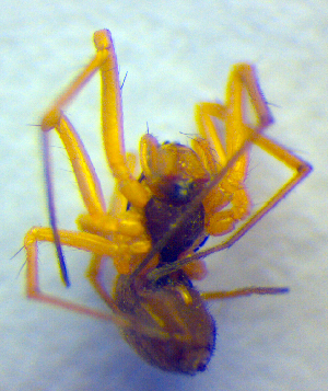  ( - BC ZSM ARA 00207)  @12 [ ] CreativeCommons - Attribution Non-Commercial Share-Alike (2010) SNSB, Zoologische Staatssammlung Muenchen SNSB, Zoologische Staatssammlung Muenchen