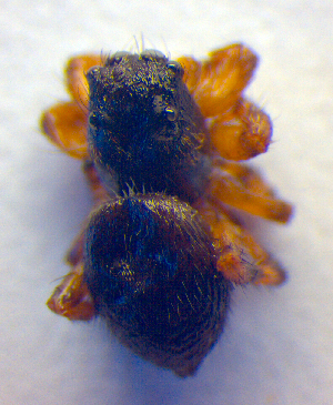  (Hypositticus pubescens - BC ZSM ARA 00234)  @12 [ ] CreativeCommons - Attribution Non-Commercial Share-Alike (2010) SNSB, Zoologische Staatssammlung Muenchen SNSB, Zoologische Staatssammlung Muenchen