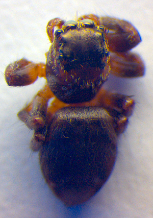  ( - BC ZSM ARA 00268)  @12 [ ] CreativeCommons - Attribution Non-Commercial Share-Alike (2010) SNSB, Zoologische Staatssammlung Muenchen SNSB, Zoologische Staatssammlung Muenchen