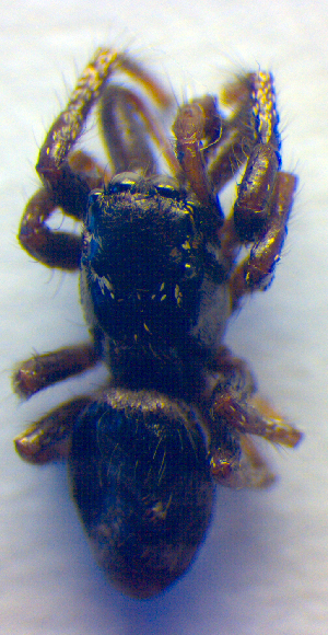  ( - BC ZSM ARA 00288)  @12 [ ] CreativeCommons - Attribution Non-Commercial Share-Alike (2010) SNSB, Zoologische Staatssammlung Muenchen SNSB, Zoologische Staatssammlung Muenchen