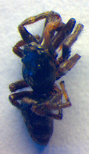  ( - BC ZSM ARA 00295)  @12 [ ] CreativeCommons - Attribution Non-Commercial Share-Alike (2010) SNSB, Zoologische Staatssammlung Muenchen SNSB, Zoologische Staatssammlung Muenchen