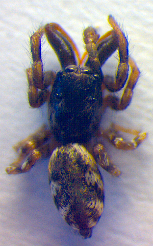  ( - BC ZSM ARA 00302)  @13 [ ] CreativeCommons - Attribution Non-Commercial Share-Alike (2010) SNSB, Zoologische Staatssammlung Muenchen SNSB, Zoologische Staatssammlung Muenchen