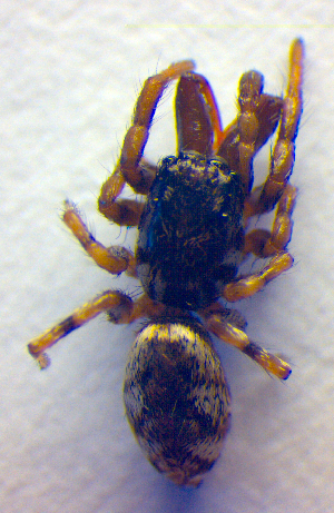  (Salticus zebraneus - BC ZSM ARA 00303)  @13 [ ] CreativeCommons - Attribution Non-Commercial Share-Alike (2010) SNSB, Zoologische Staatssammlung Muenchen SNSB, Zoologische Staatssammlung Muenchen