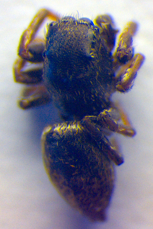  ( - BC ZSM ARA 00352)  @12 [ ] CreativeCommons - Attribution Non-Commercial Share-Alike (2010) SNSB, Zoologische Staatssammlung Muenchen SNSB, Zoologische Staatssammlung Muenchen