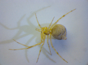  (Theridion hemerobium - BC ZSM ARA 00503)  @13 [ ] CreativeCommons - Attribution Non-Commercial Share-Alike (2010) SNSB, Zoologische Staatssammlung Muenchen SNSB, Zoologische Staatssammlung Muenchen