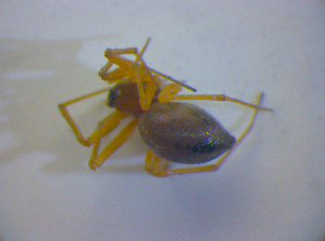  ( - BC ZSM ARA 00532)  @12 [ ] CreativeCommons - Attribution Non-Commercial Share-Alike (2010) SNSB, Zoologische Staatssammlung Muenchen SNSB, Zoologische Staatssammlung Muenchen