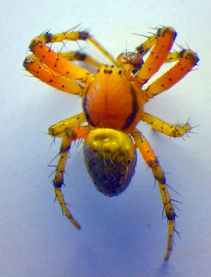  (Araniella opisthographa - BC ZSM ARA 00384)  @14 [ ] CreativeCommons - Attribution Non-Commercial Share-Alike (2010) SNSB, Zoologische Staatssammlung Muenchen SNSB, Zoologische Staatssammlung Muenchen