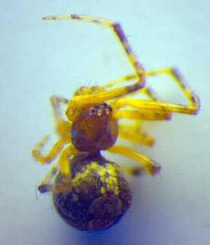  (Theridion boesenbergi - BC ZSM ARA 00435)  @12 [ ] CreativeCommons - Attribution Non-Commercial Share-Alike (2010) SNSB, Zoologische Staatssammlung Muenchen SNSB, Zoologische Staatssammlung Muenchen