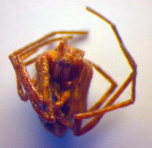  ( - BC ZSM ARA 00441)  @12 [ ] CreativeCommons - Attribution Non-Commercial Share-Alike (2010) SNSB, Zoologische Staatssammlung Muenchen SNSB, Zoologische Staatssammlung Muenchen