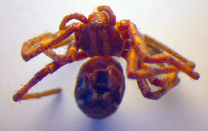  ( - BC ZSM ARA 00442)  @12 [ ] CreativeCommons - Attribution Non-Commercial Share-Alike (2010) SNSB, Zoologische Staatssammlung Muenchen SNSB, Zoologische Staatssammlung Muenchen