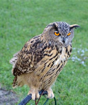  (Bubo bubo - Aves_BFB_Hawlitschek_2014-10-25_0001)  @14 [ ] CreativeCommons - Attribution Non-Commercial Share-Alike (2015) SNSB, Zoologische Staatssammlung Muenchen SNSB, Zoologische Staatssammlung Muenchen