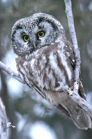  ( - Aves_BFB_Hawlitschek_2014-10-25_0003)  @11 [ ] CreativeCommons - Attribution Non-Commercial Share-Alike (2015) SNSB, Zoologische Staatssammlung Muenchen SNSB, Zoologische Staatssammlung Muenchen