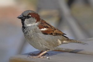  (Passer domesticus - Aves_BFB_Hawlitschek_2014-10-25_0046)  @14 [ ] CreativeCommons - Attribution Non-Commercial Share-Alike (2015) SNSB, Zoologische Staatssammlung Muenchen SNSB, Zoologische Staatssammlung Muenchen