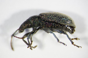  (Phyllobius alpinus - BFB_Col_FK_9161)  @11 [ ] Unspecified (default): All Rights Reserved  Unspecified Unspecified