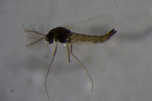  ( - CCDB21605-F07)  @12 [ ] CreativeCommons - Attribution Non-Commercial Share-Alike (2015) SNSB, Zoologische Staatssammlung Muenchen SNSB, Zoologische Staatssammlung Muenchen