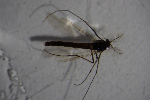  (Micropsectra sp. 2SW - CCDB21606-A04)  @11 [ ] CreativeCommons - Attribution Non-Commercial Share-Alike (2015) SNSB, Zoologische Staatssammlung Muenchen SNSB, Zoologische Staatssammlung Muenchen
