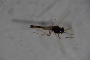  (Eukiefferiella coerulescens - CCDB21606-F09)  @11 [ ] CreativeCommons - Attribution Non-Commercial Share-Alike (2015) SNSB, Zoologische Staatssammlung Muenchen SNSB, Zoologische Staatssammlung Muenchen