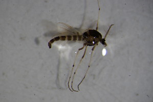  ( - CCDB22605-H11)  @12 [ ] CreativeCommons - Attribution Non-Commercial Share-Alike (2015) SNSB, Zoologische Staatssammlung Muenchen SNSB, Zoologische Staatssammlung Muenchen