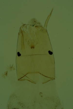  ( - CCDB24183-A10)  @11 [ ] Unspecified (default): All Rights Reserved  SNSB, Staatliche Naturwissenschaftliche Sammlungen Bayerns ZSM (SNSB, Zoologische Staatssammlung Muenchen)