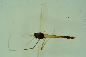  ( - CCDB24183-H04)  @12 [ ] Unspecified (default): All Rights Reserved  SNSB, Staatliche Naturwissenschaftliche Sammlungen Bayerns ZSM (SNSB, Zoologische Staatssammlung Muenchen)