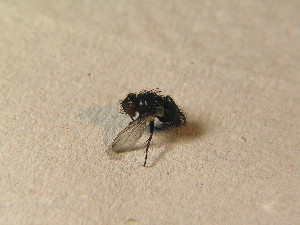  ( - DIP 04881)  @12 [ ] CreativeCommons - Attribution Non-Commercial Share-Alike (2015) SNSB, Zoologische Staatssammlung Muenchen SNSB, Zoologische Staatssammlung Muenchen