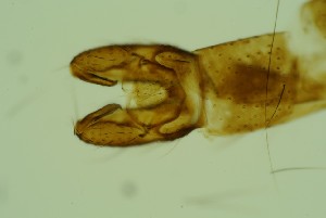  (Metriocnemus sp. 4SW - ZSM34342-B10)  @11 [ ] Unspecified (default): All Rights Reserved  SNSB, Staatliche Naturwissenschaftliche Sammlungen Bayerns ZSM (SNSB, Zoologische Staatssammlung Muenchen)