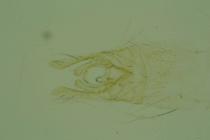  ( - ZSM34342-E10)  @11 [ ] Unspecified (default): All Rights Reserved  SNSB, Staatliche Naturwissenschaftliche Sammlungen Bayerns ZSM (SNSB, Zoologische Staatssammlung Muenchen)