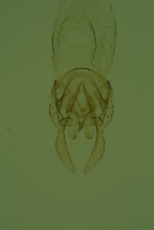  ( - ZSM34343-D09)  @11 [ ] Unspecified (default): All Rights Reserved  SNSB, Staatliche Naturwissenschaftliche Sammlungen Bayerns ZSM (SNSB, Zoologische Staatssammlung Muenchen)
