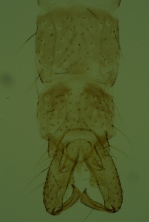  ( - ZSM34343-H03)  @12 [ ] Unspecified (default): All Rights Reserved  SNSB, Staatliche Naturwissenschaftliche Sammlungen Bayerns ZSM (SNSB, Zoologische Staatssammlung Muenchen)