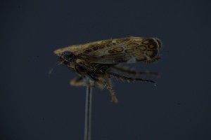  ( - BC_ZSM_CIC_0029)  @11 [ ] CreativeCommons - Attribution Non-Commercial Share-Alike (2016) SNSB, Staatliche Naturwissenschaftliche Sammlungen Bayerns ZSM (SNSB, Zoologische Staatssammlung Muenchen)