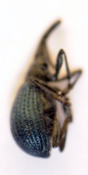  (Holotrichapion aethiops - BC ZSM COL 00350)  @12 [ ] CreativeCommons - Attribution Non-Commercial Share-Alike (2010) SNSB, Zoologische Staatssammlung Muenchen SNSB, Zoologische Staatssammlung Muenchen